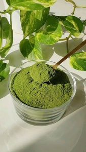 Fournisseur de poudre de feuilles de Moringa biologique d'Inde – Poudre de Moringa Oleifera de qualité supérieure testée en laboratoire pour la vente en gros et l'approvisionnement en vrac - Product Image 2