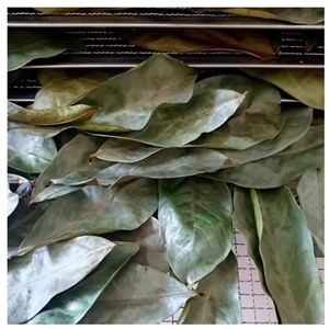 Feuilles de corossol séchées naturelles de qualité supérieure, thé aux herbes, vente en gros - Product Image 5