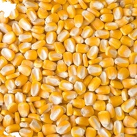 批发价黄玉米 人用动物饲料 优质玉米 新鲜英国产转基因1级纯天然25/50公斤PP
