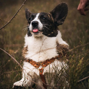 Wholesale Comfortable <b>braided</b> leather pet collar designed for everyday wear and outdoor dog adventures in reasonable price - Product Image 2