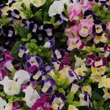 Flores Secas de Torenia Premium – Material Floral Seco Natural Decorativo para Manualidades, Potpourri y Decoración del Hogar - Product Image 1