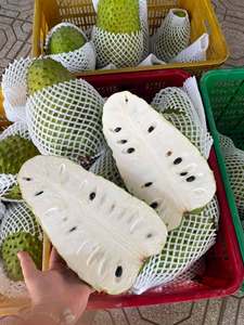 High Quality IQF Frozen Soursop Pulp for Juice Smoothie and Food Processing - Product Image 6