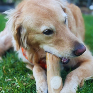 DENTAL CHEW OEM ODM Fournisseur de jouets à mâcher pour chiens en bois de café pour les distributeurs et importateurs de magasins d'animaux - Product Image 6