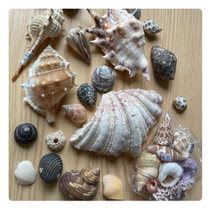 เปลือกหอยหลากสีพิเศษสำหรับงานศิลปะเรซิ่น/โครงการงานฝีมือที่เป็นมิตรต่อสิ่งแวดล้อม - Product Image 6