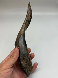 Cuerno de Cabra Pulido con Acabado Natural, Ecológico, Rústico, Nuevo, de Alta Calidad para Decoración y Manualidades - Product Image 3