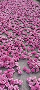 Lotus en tissu artisanal rose vif, moderne et écologique, pour décoration de mariage, fournitures florales et artisanat - Product Image 4