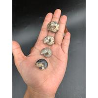 Ammonite noire naturelle entièrement polie, pierre de 2 à 5 cm pour la fabrication de bijoux et l'artisanat, objet de collection