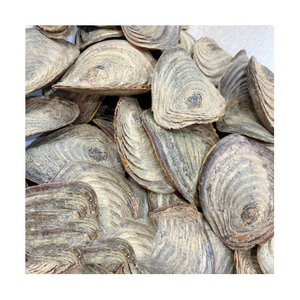 ฝาครอบเปลือกหอยสำหรับงาน DIY ตกแต่งบ้าน งานศิลปะติดผนัง กรอบกระจก และงานฝีมือสร้างสรรค์ - Product Image 5