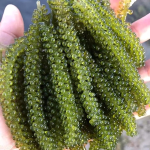 Caviar vert naturel aux raisins de mer | Approuvé Halal pour les marchés internationaux - Product Image 1