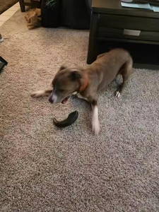 Bâton à mâcher en corne de cerf Sika de qualité supérieure, jouet naturel pour chien, corne de buffle, artisanat naturel direct de l'usine d'Inde - Product Image 2