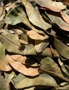 Dried Soursop Graviola Black <b>Tea</b> Premium Natural Bulk Export Vietnam Organic Non Sugar Grade 25 <b>Tea</b> Bags/<b>Box</b> Vacuum Packaging - Product Image 3