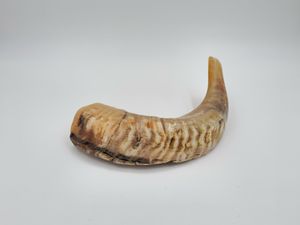 Shofar en corne de bélier naturelle, artisanat religieux, corne d'animal brute polie, forme courbée, shofar artisanal pour la prière. - Product Image 3
