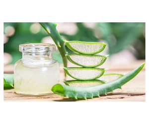 Aloe Vera Natural Premium de Vietnam, Aloe Vera Natural en cubitos, Aloe Vera Natural en rodajas, perfecto para Bebidas, Postres, exportaciones - Product Image 2