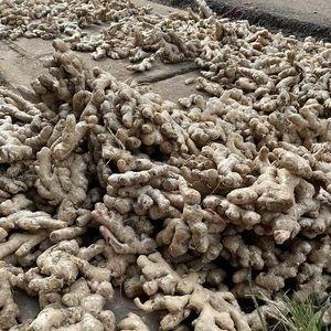 Wholesale CREKS Natural <b>Fresh</b> Young <b>Ginger</b> 25kg Bulk Export Africa High Quality for International Market - Product Image 6