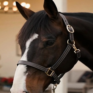 Design Custom Your Own High Quality Comfortable Leather Horse Halter with Padded Noseband and Personalized Brass <b>Name</b> <b>Plate</b> - Product Image 3