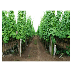 Hojas de Ginseng de Calidad Premium para Aplicaciones Herbales y Medicinales - Product Image 4