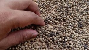 Poivre Blanc Entier de Qualité Supérieure de la Nouvelle Récolte du Gujarat, Inde – Grains de Poivre Naturels, Durée de Conservation de 24 Mois pour Achat en Gros d'Épices - Product Image 5