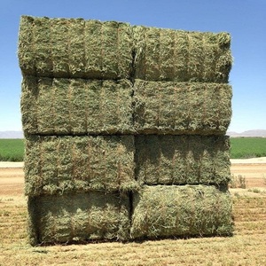 Heno de Alfalfa Natural de Primera Calidad, Alto en Fibra, para Alimentación Animal, con Contenido Nutritivo Vegetal, Buena Palatabilidad, Calidad Confiable, para Ganadería Lechera - Product Image 1