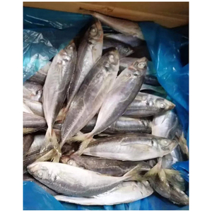 Caballa congelada a un precio competitivo, caballa del Pacífico/indio/Atlántico, pez caballa, pez caballa de ojo grande, pescado caliente - Product Image 1