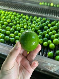 Citron Vert Sans Pépins du Vietnam, Fruits Citronnés Frais en Gros, Exportation en Vrac, Haute Qualité, Stockage Réfrigéré, Durée de Conservation 30-45 Jours, Idéal pour les Jus - Product Image 1