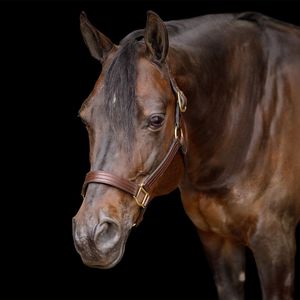 Premium Quality Genuine Leather Horse Riding Style Leather Polo <b>Halter</b> Quality Horse Racing <b>Halter</b> - Product Image 5
