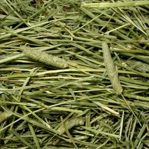 Heno de Alfalfa a Precio de Descuento / Heno de Alfalfa Timothy / Heno de Rhode - Product Image 6