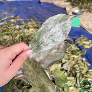 Feuilles de corossol séchées, qualité Vietnam, séchées au soleil, produit naturel utilisé dans les mélanges de saveurs pour le thé et l'industrie des herbes. - Product Image 3