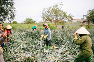 Fibra de hoja de piña ecológica para una vida sostenible y la moda - Product Image 6