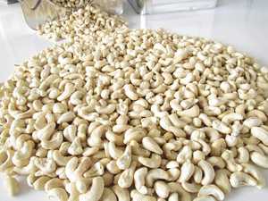 Anacardos secos crudos blancos enteros 320/240/180 ISO 9001 certificado Vietnam (WHATSAPP + 84 902.395.267) - Product Image 3