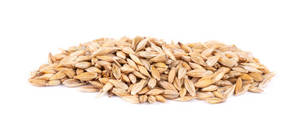 Grains d'orge dorée naturelle de qualité supérieure 100 % propres, qualité alimentaire, durée de conservation de 24 mois, fournisseur en gros - Product Image 3