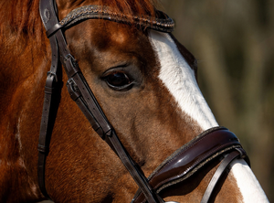 Fancy Crystal Browband English Leather Bridle with Patent Noseband Adjustable High Quality Comfortable for Horse Riding - Product Image 5