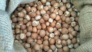 เม็ดมะม่วงหิมพานต์คุณภาพส่งออกขายดีที่สุด เกรด 90-95% คั่วอย่างดี แห้งสนิท ไทย/อินโดนีเซีย ขายส่ง บรรจุถุงปอกเปลือก อายุการเก็บรักษา 3 ปี - Product Image 6
