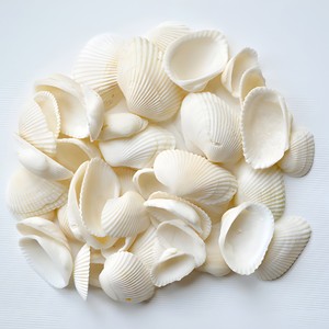 Conchas de almeja para manualidades, conchas marinas naturales, conchas de playa, decoración con temática oceánica, fabricación de joyería - Product Image 1