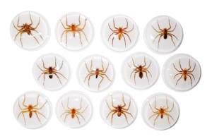 Araña Fantasma, Espécimen Real, Cabujón de Plástico Redondo de 38.5x38.5 mm, Base Plana Blanca para Manualidades y Joyería - Product Image 6