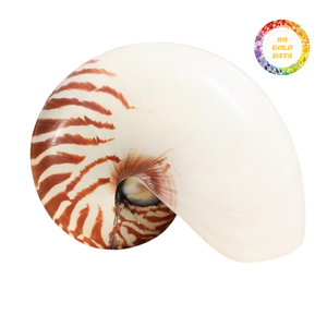 Conchas de Nautilus Premium con Cámaras para Decoración Interior de Lujo y Exhibición Artística, Venta al Por Mayor de Alta Calidad - Product Image 3