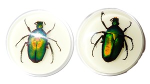 Cabujón de Plástico Redondo de 38.5x38.5 mm con Diseño de Escarabajo Chafer Verde, Base Plana Brillante para Manualidades y Joyería - Product Image 3