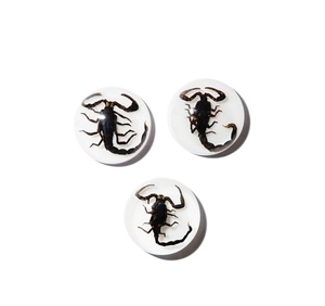 Cabujón de Plástico con Espécimen Real de Escorpión Negro, Redondo de 13x13 mm, Base Plana Blanca para Manualidades y Joyería - Product Image 1