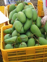 Beste export groothandel verse mango uit Vietnam, hoge kwaliteit, lage prijs, 99GD fabriekskwaliteit, 10-12cm, 0,25kg