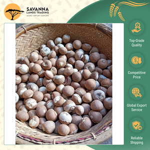 Vendita Esclusiva di Noci di <span class=keywords><strong>Betel</strong></span> di Alta Qualità, Sfilettate e Tagliate, Disponibili in Grandi Quantità per Uso Alimentare e Culturale - Product Image 2