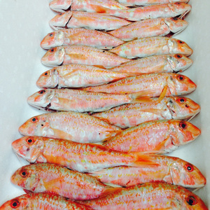 Sélection de premier choix de mulet rouge de mer congelé, proposé à prix réduit pour les acheteurs commerciaux à grande échelle - Product Image 5