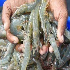 กุ้งแวนนาไมแช่แข็งสดและปลาไหลสด บรรจุในขวดโหลแบบ BQF รสปรุงสำเร็จ น้ำหนัก 5 กก. อายุการเก็บรักษา 6 เดือน รสชาติอร่อย - Product Image 6