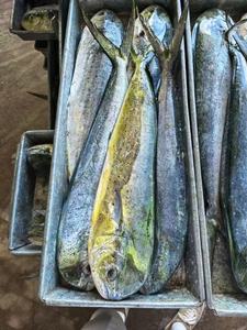 Nuovo Mahi Mahi Intero Congelato a Freddo, Specialità <span class=keywords><strong>di</strong></span> Pesce Cinese, 1-2kg Grado A, Congelato BQF - Product Image 5