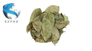 Feuilles de corossol (Graviola) 100% naturelles séchées, pour tisanes et boissons santé à base de plantes, qualité supérieure, Guanabana, approvisionnement en conteneurs - Product Image 1