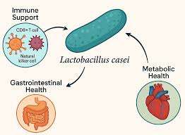 Poudre probiotique Lactobacillus casei de la marque IGC - Product Image 2
