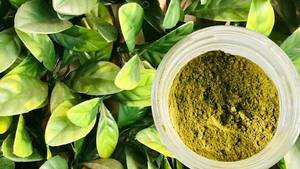 Dried Soursop Leaves Fermented Broken Black <b>Tea</b> Brew Hot Water Organic Health Non Sugar 50gr <b>Box</b> Packaging EXPAD CO Grade - Product Image 4