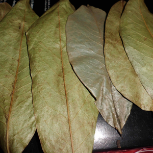 Hojas de guanábana puras y secas para té de hierbas, origen Vietnam, para envasado ecológico y preparaciones diarias de 99 Gold Data - Product Image 4