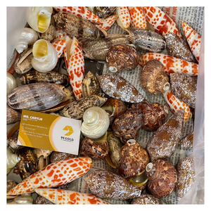 Decorative Polished Natural Love Seashell Snail Shells Rustic Eco-Friendly Home Party Christmas Large Assorted Ocean Bulk Mix - Product Image 5