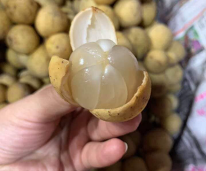 Fruits Longkong surgelés de qualité export pour jus, smoothies et desserts, au meilleur prix - Product Image 6