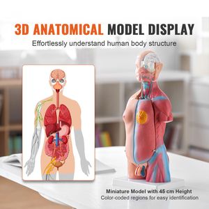 Modèle d'anatomie du torse humain unisexe en 23 parties, 18 pouces, organes amovibles, squelette pour l'éducation et la formation - Product Image 2