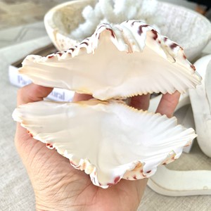 Concha de almeja gigante natural, precio más bajo, concha marina, decoración con temática oceánica, conchas marinas al por mayor - Product Image 1